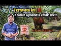 5 jenis bahan Ajinomoto yang mujarab untuk baja sawit