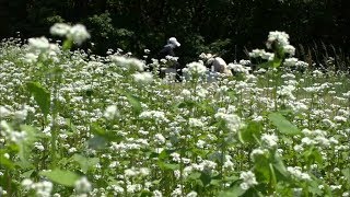 初夏の風に揺らぐ…春まきソバの花が見ごろ　岡山・高梁市