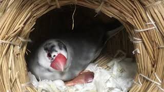 文鳥の雛ちゃん生後5日目　さくらパパと雛ちゃん【なすび】