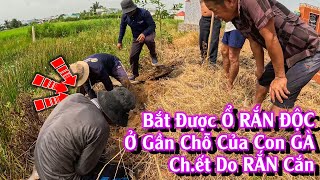 Truy Tìm CON RẮN cắn ch.ết GÀ | TGSB #1030