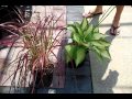 DIY Landscape Ideas - Garden Center - Ornamental Grasses - Hostas