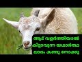 ആടിനെ വളർത്തിയാൽ കിട്ടാൻ സാധ്യത ഉള്ള വരുമാനം കണാം