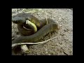 the tiger snakes part 1