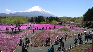 富士芝桜