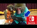 ニンテンドースイッチで遊ぶ天才猿がいます…！