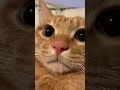 🐱：当然不是所有小猫咪都像我一样乖乖的咯 猫咪 可爱 萌宠 cat catlover catlife catlovers 喵星人 貓 cats catvideos