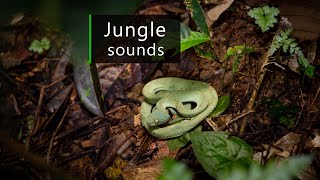 Rainforest sounds - Night in the jungle