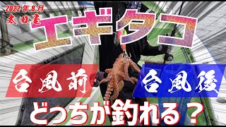 【タコ釣り】台風直前のエギタコ釣り！台風直後と比較検証！チャンス到来！8月はポイントが変わって根がかりなし！タコの住処までGET!? 金沢八景　太田屋　次回は台風直後編！