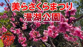 【漫湖公園】第18回 那覇美らさくらまつりを漫湖公園に見に行った！