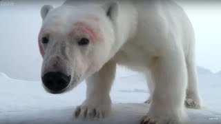 Adorable Polar Bears Play With Spy Cam | BBC Earth