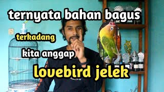 Tips pencarian Lovebird betina gacor dan pemilihan bahan yang tepat