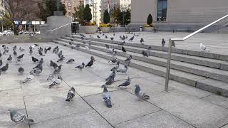 Excited pigeons flock to the library re-opening