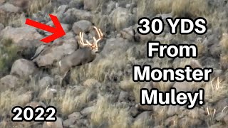 DRAWN BACK AT 30 YDS!!! | 2022 OTC AZ Giant Desert muledeer