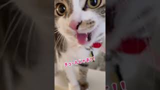 【子猫】おやつを催促する声がデカい　#shorts #cat #猫 #子猫 #保護猫