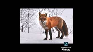 FOX  IN ARCTIC REGION @drsksinghphysiotherapistch9973