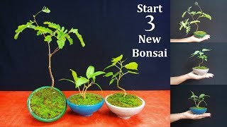 How to Start Bonsai | Starting Three New Bonsai Trees | Bonsai care for Beginners // GREEN PLANTS How to Start Bonsai | Starting Three New Bonsai Trees | Bonsai care for Beginners // GREEN PLANTS