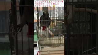 笑点のテーマ　端唄根岸　インコの門下生　ヨウムのルーク