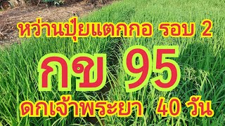 หว่านปุ๋ยแตกกอ รอบ 2...กข 95 (ดกเจ้าพระยา)...ตอนนี้ ข้าวอายุ 40 วัน 🌿🌾 0899428684  0925164252