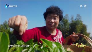 《食来运转》甘润细腻武夷岩茶 资深寻茶人探访茶道