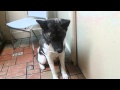 Pnemonia in dogs Pnemonia in dogs
