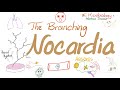 Nocardia - The branching , Aerobic, Filamentous, Weakly-Gram-Positive Bacteria-Microbiology Series 🧫