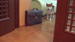 お散歩に行きたくない訳を話す柴犬　Shibainu Talking