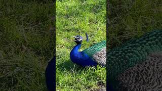 Yelling Peacock Sound