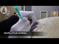 caudal epidural injection in the horse