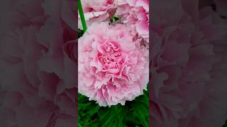 진짜야? 가짜야? !! 핑크 작약꽃 pink peony