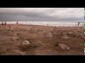 thousands of sea turtles come shore for mass nesting