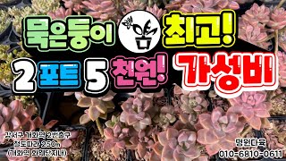 묵은둥이 다육! 2포트 5천원! 최고 가성비!  #다육 #다육식물 #다육이 #succulent 010-6810-0611