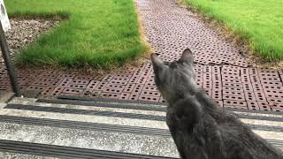 시골 고양이가 참새를 사냥한다?! 짱빨라 ㄷㄷ (Country cat catching tiny bird)