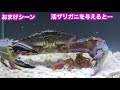 巨大で凶暴なカニにザリガニを与えると…