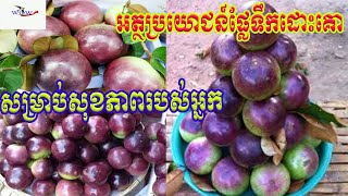 ផ្លែទឹកដោះគោផ្ដល់អត្ថប្រយោជន៍ច្រើនណាស់សម្រាប់អ្នកទទួលទានវា