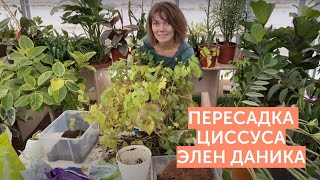 Пересадка  циссус элен даника