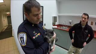 Troy Police to test out police cats on Friday