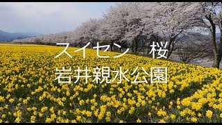 スイセンと桜　岩井親水公園