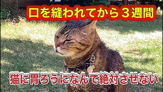 口の中を縫われて大出血から３週間〜猫に胃ろうなんて絶対にさせない#ねこ #ねこ動画 #シニア猫 #獣医師 #猫闘病中