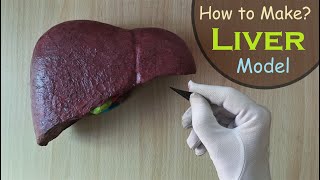 How to make Liver 3d Handmade Model