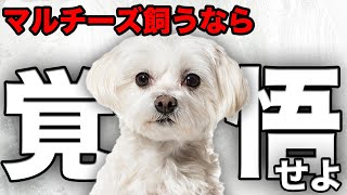 【解説】迎える前に1度見て！マルチーズの魅力や注意点について教えます！