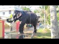 കൊമ്പ്കുത്തലന് ശേഷം മാസ്സ് thechikottukavu devidasan elephant