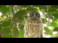 アオバズク雛　20110718