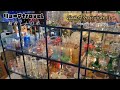 06【福岡県朝倉市秋月】ロードバイクライド　レトロ市に美味しいパン食べてきた件