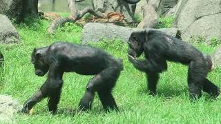 Chimpanzee group  阿美拿乾草舖坐墊，娃智也愛躺~