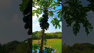 cute bird enjoying ripe papaya #simplelife