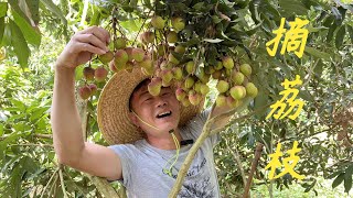 【老林赶野】老林家果園的荔枝產量不高，摘來吃跟送人剛好，今年行情非常好