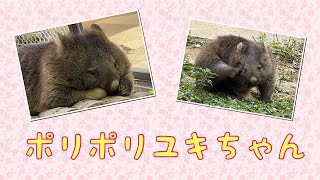 【wombat】ポリポリユキちゃん☆(Scratch, Yuki)