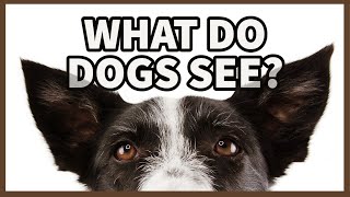 The Unknown Truth About Dog Vision