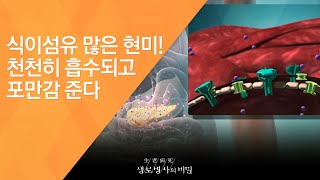 식이섬유 많은 현미! 천천히 흡수되고 포만감 준다 - (2016.9.14_593회 방송)_국민 다이어트 프로젝트 - 당신이 모르는 쌀의 비밀