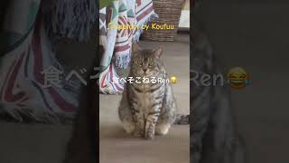 Kana\u0026Ren猫日記😻食べそこねるRen😂